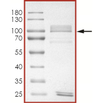 EGFR (d746-750 T790M L858R), Active